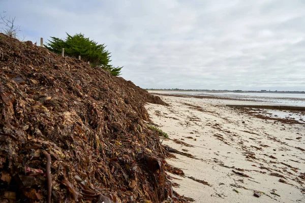 Fransa sahillerinde bir sürü kahverengi yosun var. Ölü bitkiler birikti. Gri gökyüzü.