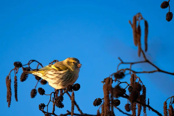 Zeisig Spinus Spinus Erlenzeisig Sitzt Auf Einer Erle Vogel Mit — Stockfoto