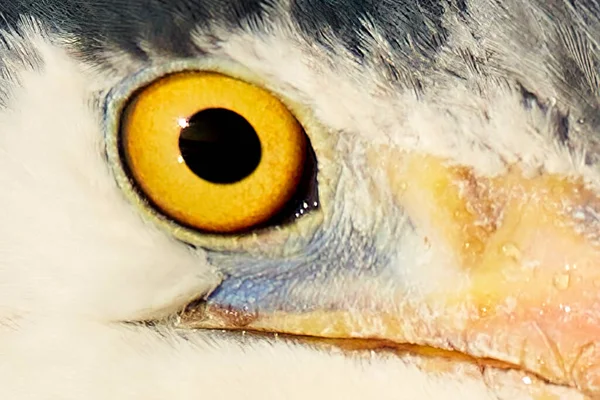 Close up of a gray heron (Ardea cinerea) eye. Animal part with iris and pupil. Side view.