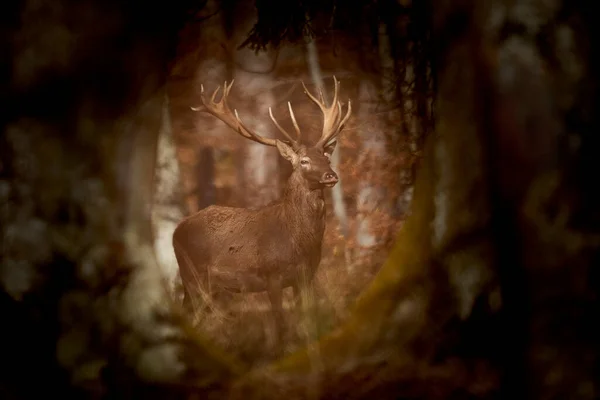 Red Deer Cervus Elaphus Rothirsch Magnificent Antlers Forest Brown Animal — Stock Photo, Image