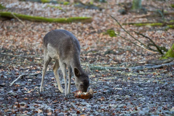 Young Fallow Deer Dama Dama Damhirsch Winter Feeding Brown Animal — Stock Photo, Image