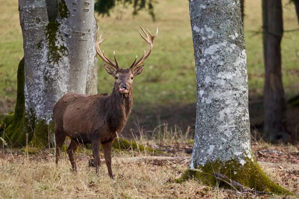 Cerf Rouge Cervus Elaphus Rothirsch Debout Dans Forêt Avec Langue — Photo