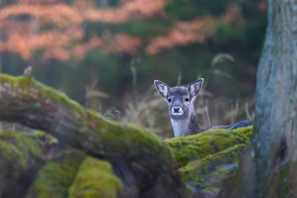 Junges Damwild Dama Dama Reh Wald Das Tier Versteckt Sich — Stockfoto
