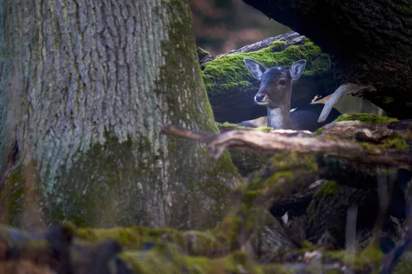 Jovem Cervo Pousio Dama Dama Reh Floresta Animal Esconde Atrás — Fotografia de Stock