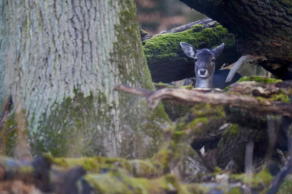 Jeune Cerf Dama Dama Reh Jachère Dans Forêt Animal Cache — Photo