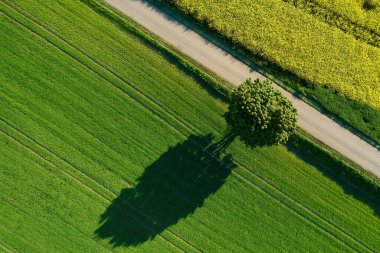 Yolun yakınındaki tarımın arasında 1 Ağaç var. Üst Manzara. Hava görünümü.