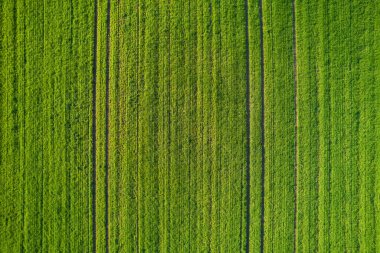Yeşil alan arka planı. Üst Manzara. hava görünümü.