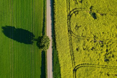 Yolun yakınındaki bir ağaç, yeşil ve sarı tarlalar arasında. hava görünümü.