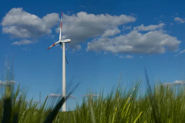 Windturbine Voor Groen Gerstveld Hordeum Vulgare Sommige Stengels Steken Ver — Stockfoto