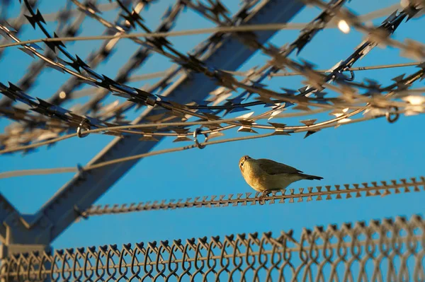 Nightingale Luscinia Megarhynchos Nightingale Military Barbed Wire Fence Sing Bird — Fotografia de Stock