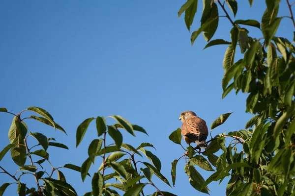Falcon Falco Sits Branch Tree Blue Sky Background Rear View — Fotografia de Stock