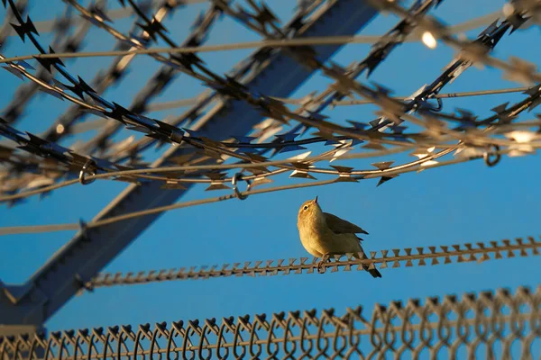Nightingale Luscinia Megarhynchos Nightingale Military Barbed Wire Fence Sing Bird — Fotografie, imagine de stoc