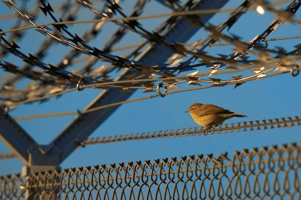 Nightingale Luscinia Megarhynchos Nightingale Military Barbed Wire Fence Sing Bird — Stockfoto