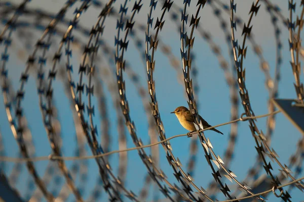 Nightingale Luscinia Megarhynchos Nightingale Military Barbed Wire Fence Sing Bird — ストック写真