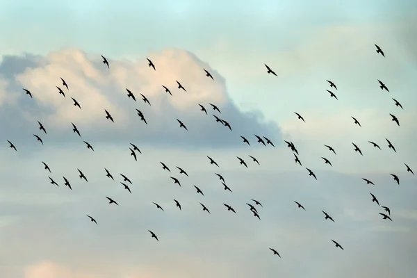 Bir sürü hayvan sürüsü. Yoğun bulutlu mavi gökyüzünün önünde.