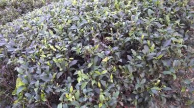 Hamlet, Rangaroon Tea Estate (şu anda bir Hint şirketine ait bir İngiliz çay evi) çevresinde büyüdü ve Senchal Vahşi Yaşam Sığınağı 'nın ortasında yer alıyor..