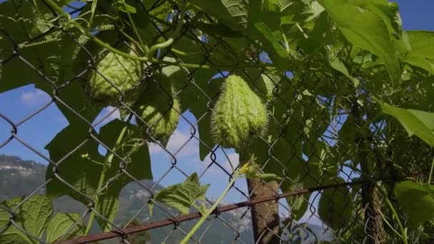 Leste Nordeste Índia Nepal Planta Fruto São Chamados Squash Ishkus — Vídeo de Stock