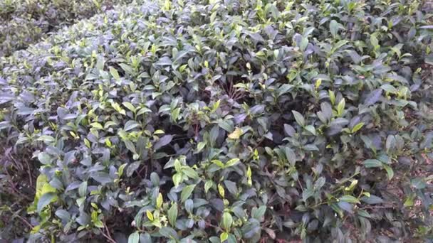 Borgo Cresciuto Intorno Rangaroon Tea Estate Una Tenuta Epoca Britannica — Video Stock