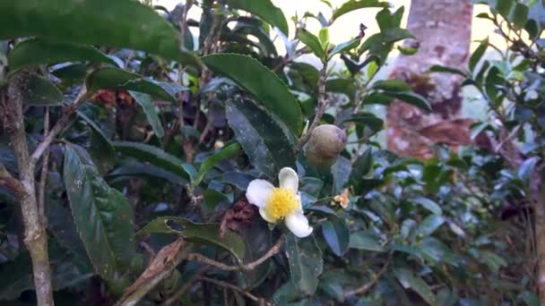 Teplanten Camellia Sinensis Blomstrer Gang Året Efteråret Lige Før Planten – Stock-video