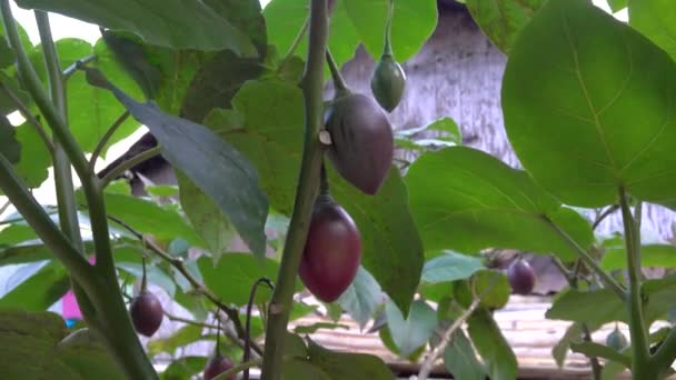 タマリーリョ Tamarillo 木のトマト 食用果物として栽培されているトマト科の小さな木や低木である — ストック動画