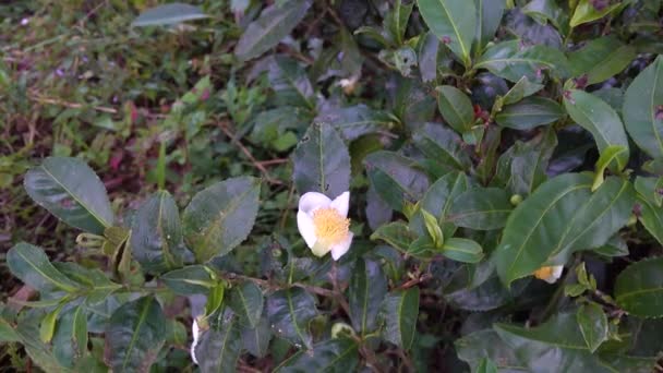 Чайна Рослина Camellia Sinensis Квіти Раз Рік Восени Незадовго Рослина — стокове відео