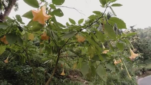 Datura Stramonium Uma Espécie Planta Com Flor Pertencente Família Solanaceae — Vídeo de Stock