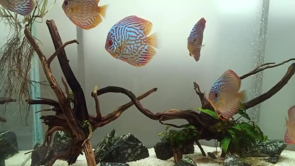 Symphysodon Colloquially Known Discus Genus Cichlids Native Amazon River Basin — Video Stock