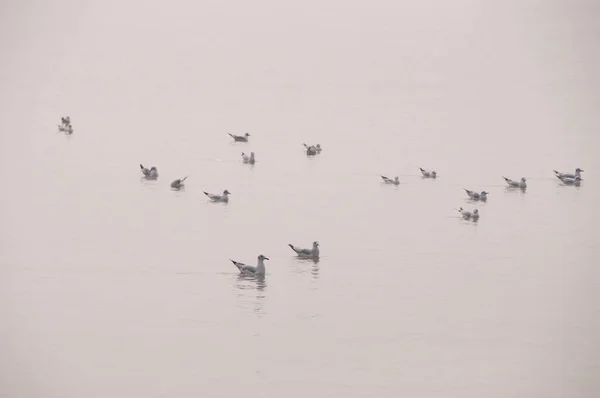 Naturlig Scen Mås Flyger Och Glider Över Vatten — Stockfoto