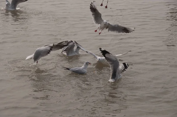 海鸥在水面上飞翔和滑翔的自然景观 — 图库照片