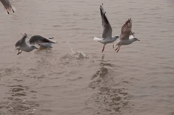 海鸥在水面上飞翔和滑翔的自然景观 — 图库照片