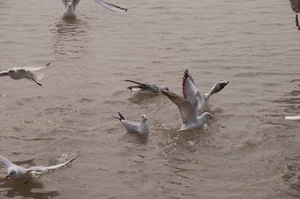 Una Escena Natural Gaviota Volando Deslizándose Sobre Agua — Foto de Stock