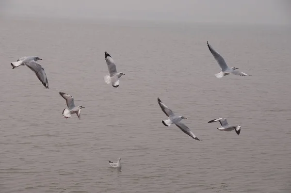 Une Scène Naturelle Mouette Volant Glissant Dessus Eau — Photo