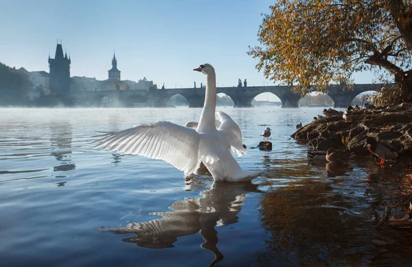 República Checa Praga Cisnes Río Moldava Vista Del Puente Carlos — Foto de Stock