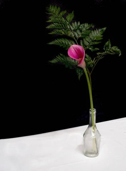 Maroon Calla Lily Fern Leaf Glass Bottle White Table Black — Stock Photo, Image