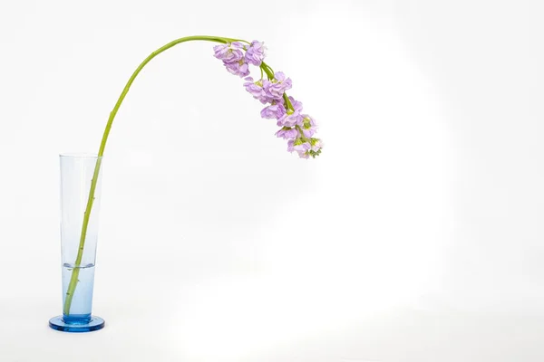 Stem Purple Gladioli Twisted Downward Blue Glass Vase Water White — Stock Photo, Image