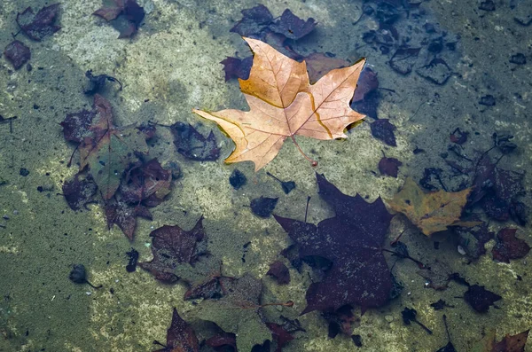 Daun Kering Jatuh Dari Pohon Mengambang Kolam Air Bagian Bawah — Stok Foto