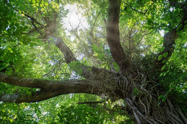 Столетие Навес Дерева Видно Снизу Стволом Переднем Плане Солнечные Лучи Стоковое Фото