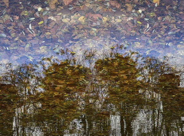 Inverted Reflection Water Pond Full Dry Leaves Background Reflections Trees — Fotografia de Stock