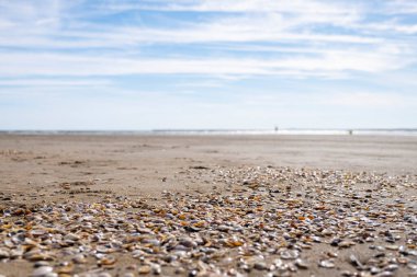 Sahilin kıyısı, arka planda deniz çok bulanık ve ön planda yumuşakçalar, yatay kabuklar.