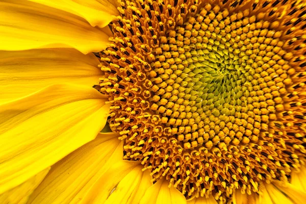 Detalle Del Centro Una Flor Girasol Con Las Semillas Todavía —  Fotos de Stock