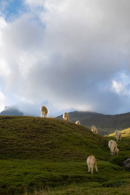 Bir grup sarışın inek dağın yamacında otluyor, arka planda bulutlu gökyüzü, kopyalama alanı, dikey