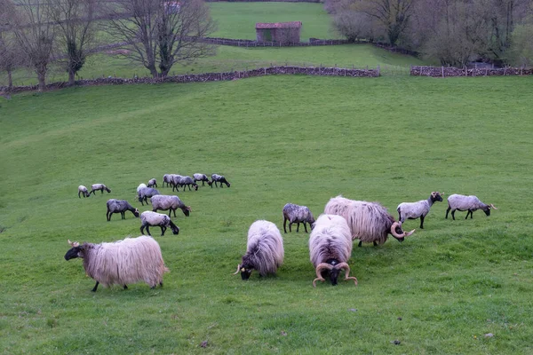 Yeşil Çayırlarda Otlayan Koyun Koç Sürüleri Beyaz Yün Siyah Yüzlü — Stok fotoğraf