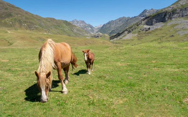 Bir kısrak ve yavrusu, mavi gökyüzünde dağlarla çevrili yeşil bir çayırda otlar. Yaz günü, Portalet, Laruns ve Fransız Pireneleri 'nin dağ geçidi.
