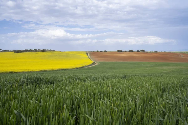 Different Types Crops Cloudy Sky Green Cereal Fields Yellow Rapeseed — Stock Photo, Image