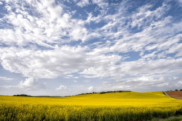 Fields Flowering Rapeseed Blue Sky Clouds Meadows Yellow Flowers Rapeseed — Stock Photo, Image
