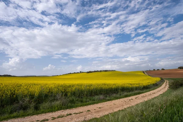 Fields Flowering Rapeseed Blue Sky Clouds Dirt Road Surrounds Them — Stock Photo, Image