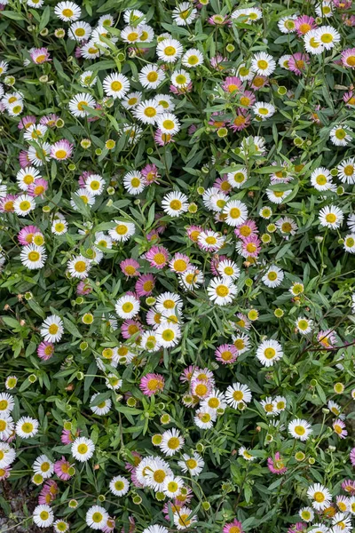 Texture Florale Avec Petites Marguerites Blanches Marguerites Roses Vues Haut — Photo