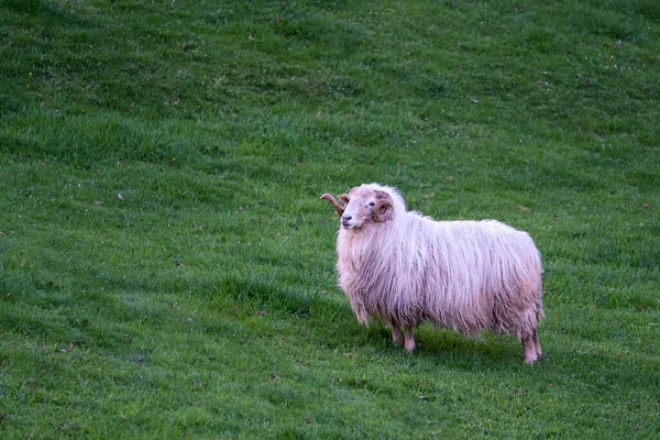 Yetişkin Yünlü Bir Erkek Koyun Yeşil Bir Çayırda Yalnız Beyaz — Stok fotoğraf