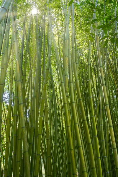 leafy bamboo forest, bamboo canes background, bamboo trunks texture, with sunlight filtering through the branches, vertical