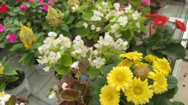 different types of ornamental flowers in the interior of a flower nursery or flower showroom, yellow, red, pink and white flowers